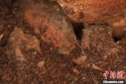 栖霞江西发现蜘蛛新物种 为研究呵叻蛛属适应区域提供依据