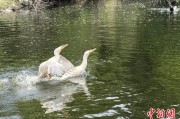 栖霞吉林：罕见白鸬鹚连续两年“故地重游”