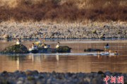 栖霞歙县完成安徽首个县域生物多样性调查 共记录物种近4千种