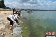 栖霞云南江川举行增殖放流活动 逾54万尾鱼游入星云湖